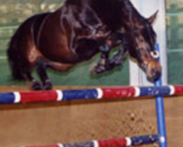 stallion Dick Z (Zangersheide riding horse, 1997, from Drossan) stallion Dick Z (Zangersheide riding horse, 1997, from Drossan)