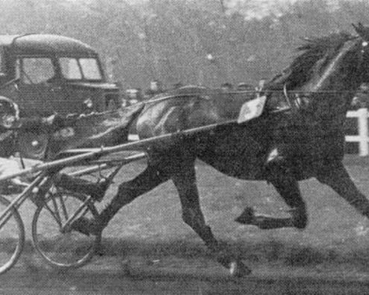 Deckhengst Kerjacques (FR) (Französischer Traber, 1954, von Quinio (FR))