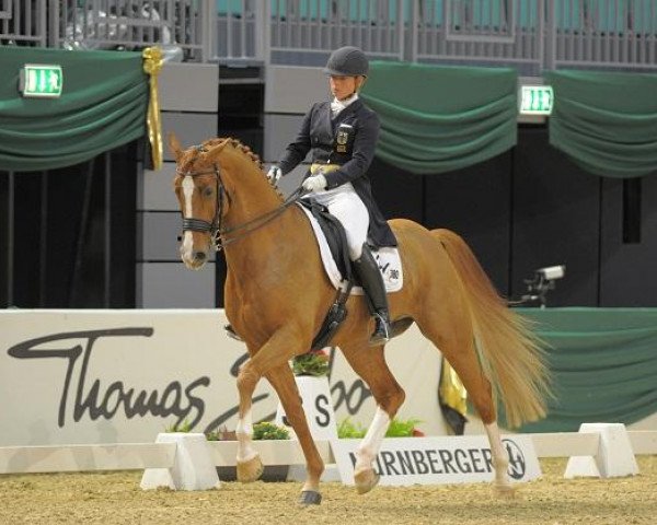 dressage horse Lezard 12 (Rhinelander, 2005, from Lord Loxley I)