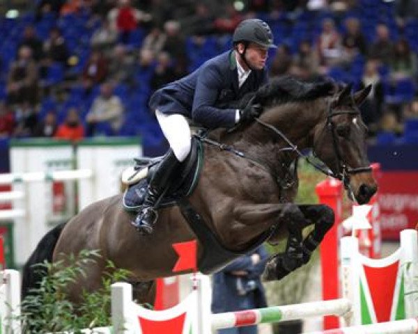 Springpferd Levito (Rheinländer, 1999, von Lupicor)