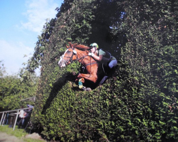 broodmare Amy (German Riding Pony, 1999, from Amarillys Sensation D)