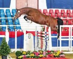 stallion Curo (Oldenburg, 2009, from Cornado NRW)