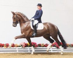 dressage horse Firefox O (Oldenburg, 2009, from Fidertanz)