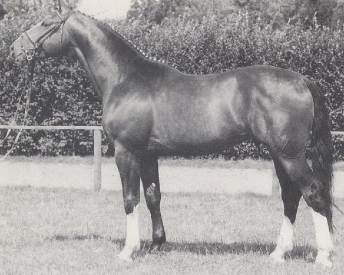 Deckhengst Mambrino (Westfale, 1988, von Maraschino)