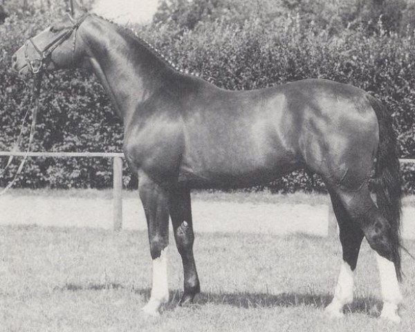 stallion Mambrino (Westphalian, 1988, from Maraschino)