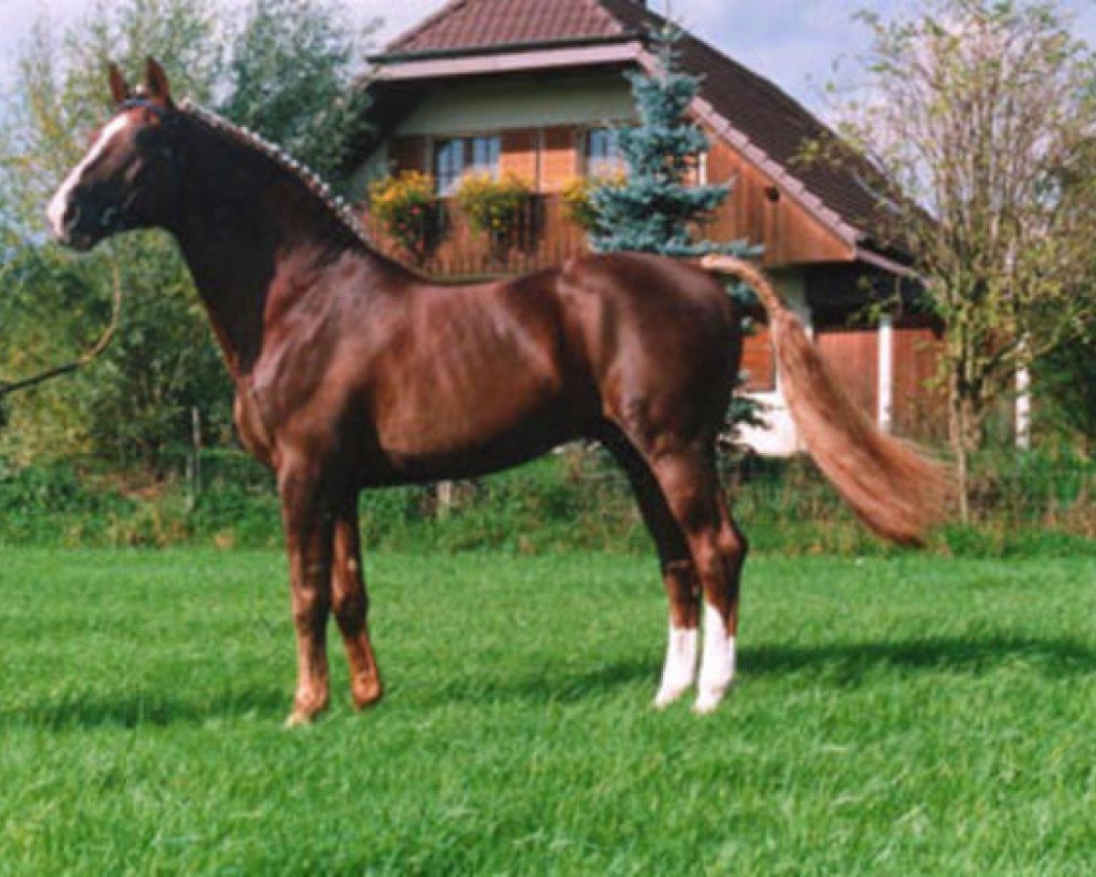Deckhengst Wandango (KWPN (Niederländisches Warmblut), 1980, von Legaat)