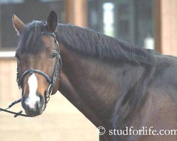 Deckhengst Amaris (Hessisches Warmblut, 2002, von Adlantus As FRH)