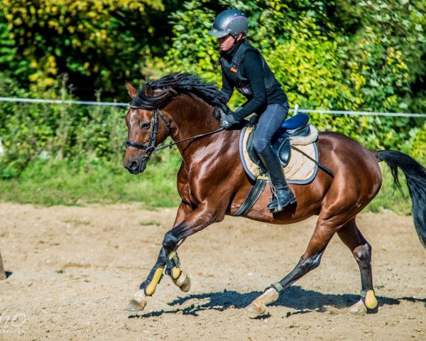 Dressurpferd Orlando 270 (Deutsches Reitpony, 1999, von Ombre)