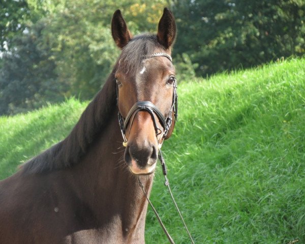 jumper Calimero (Westphalian, 2008, from Christiano)