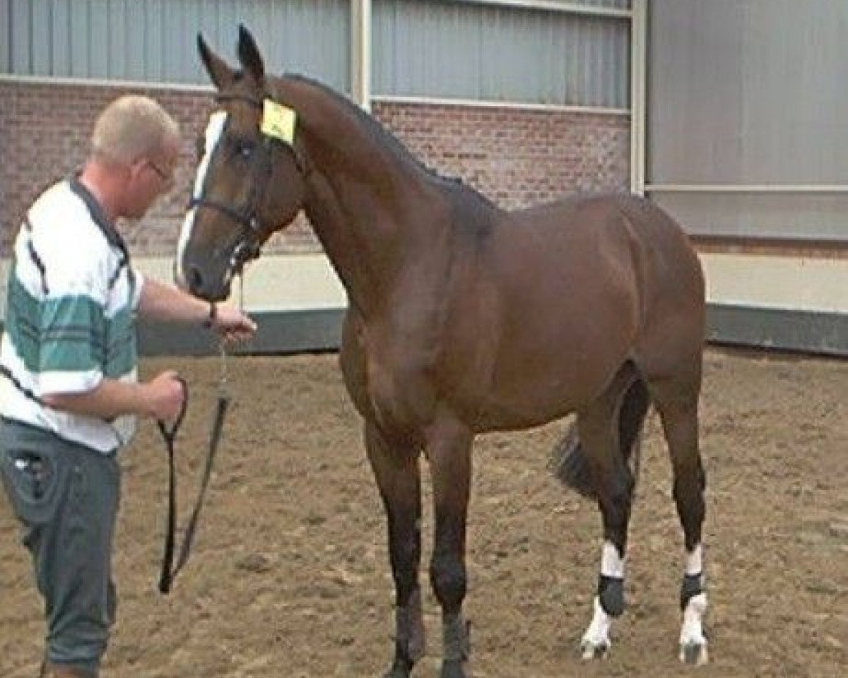 stallion Tiger V (KWPN (Royal Dutch Sporthorse), 1997, from Lincoln)
