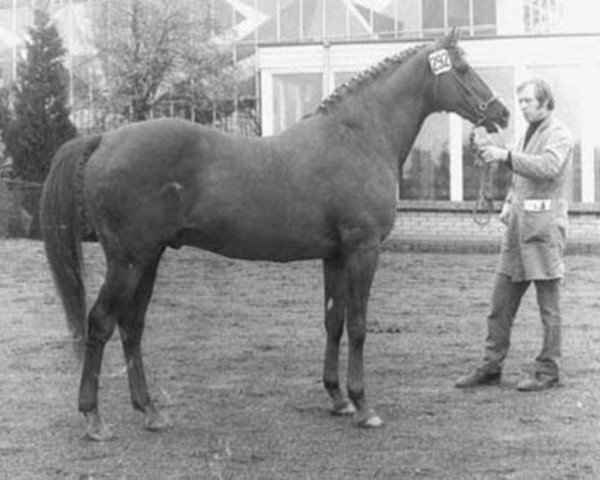 stallion Exilio xx (Thoroughbred, 1954, from Wild Risk xx)