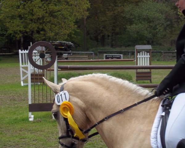 dressage horse del Pero (German Riding Pony, 2005, from Danny Gold) dressage horse del Pero (German Riding Pony, 2005, from Danny Gold)