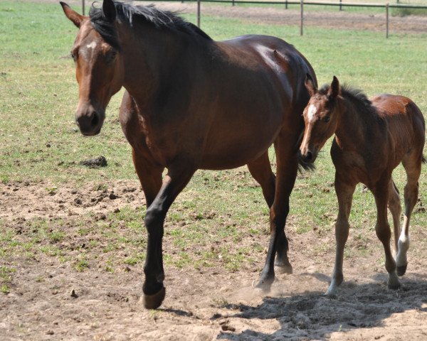 broodmare Cocolate V (Westphalian, 2006, from Conceicao)
