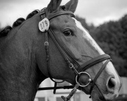 dressage horse Letito (Rhinelander, 2003, from Larenco)