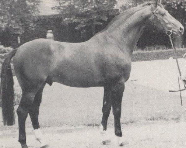 stallion Sallust (Rhinelander, 1973, from Salut)