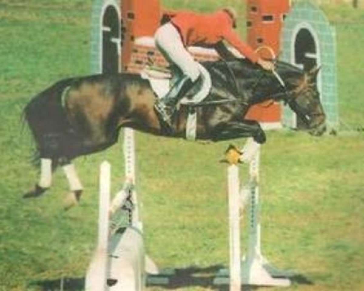 stallion Rezgö (Hungarian Warmblood,  )