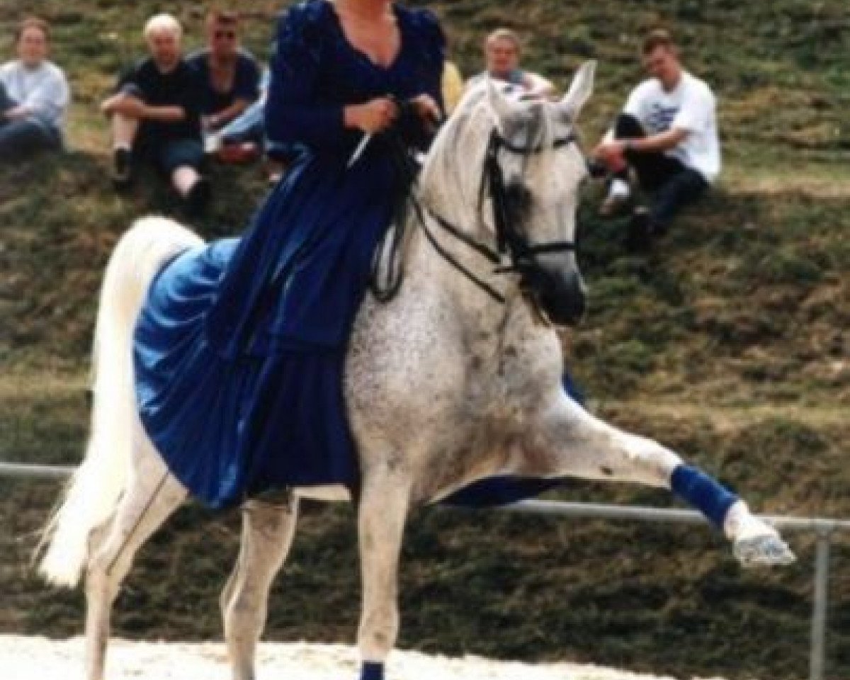 stallion Naheed EAO (Arabian purebred, 1984, from Madkour 1964 EAO)