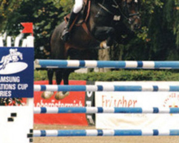 stallion Newtime (KWPN (Royal Dutch Sporthorse), 1990, from Nimmerdor)