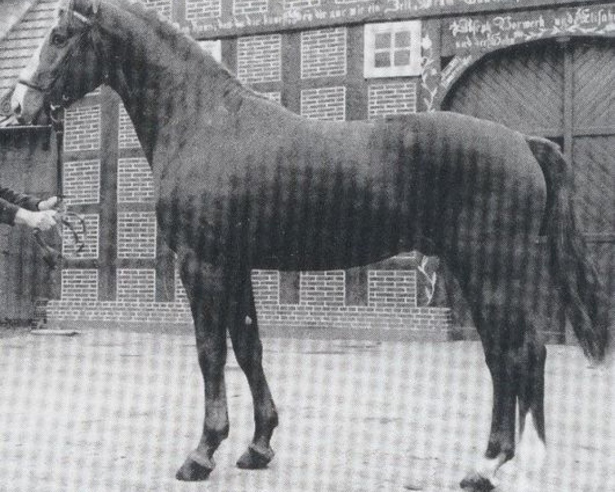 stallion Furaldo (Oldenburg, 1975, from Furioso II)
