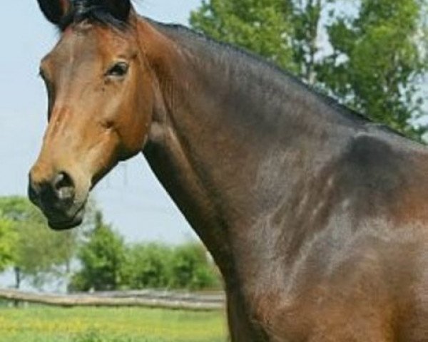 broodmare Caracalla (Hanoverian, 1993, from Calypso II)