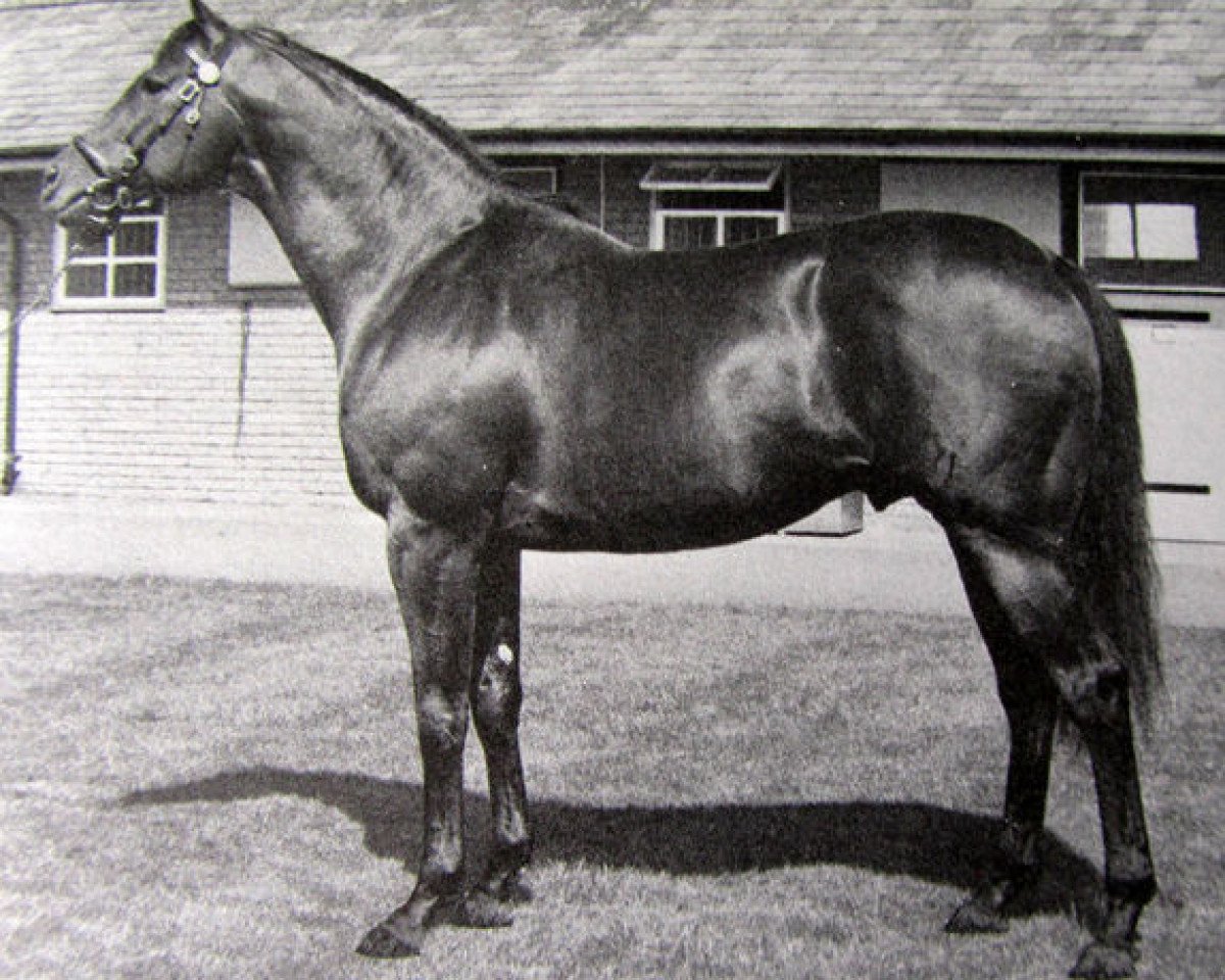 stallion Tumble Wind xx (Thoroughbred, 1964, from Restless Wind xx)
