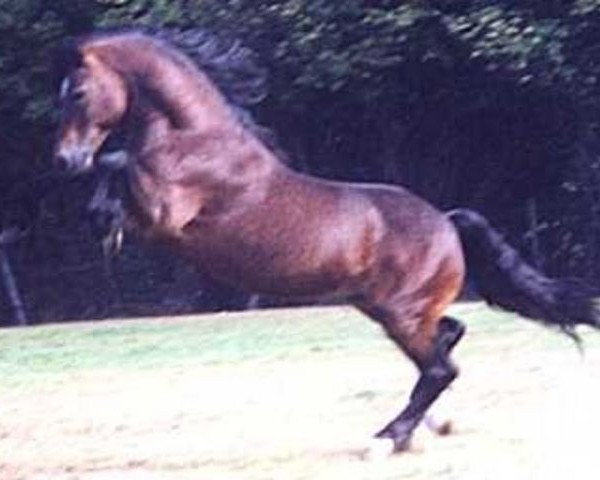 Deckhengst Thorneyside the Terminator (Welsh-Cob (Sek. D), 1994, von Brynymor Welsh Magic)