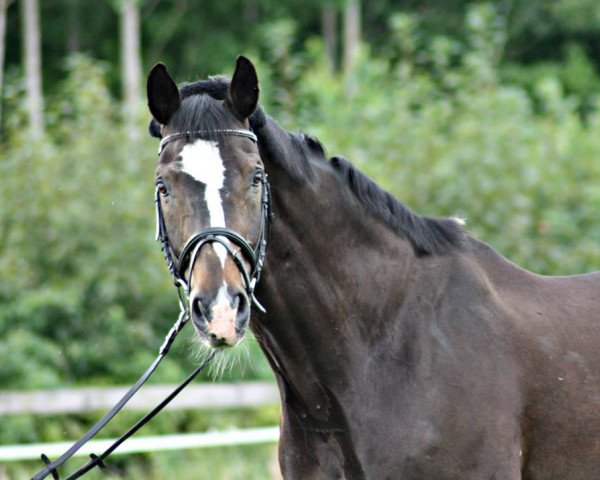 dressage horse Wall Street (Rhinelander, 1995, from Wall Street)