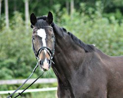 dressage horse Wall Street (Rhinelander, 1995, from Wall Street)