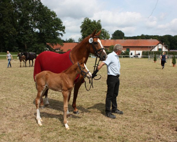 broodmare Ikola's Girl U (Westphalian, 2013, from Los Angeles)