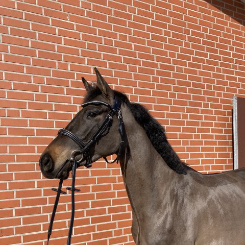 horse Calice Marie (Württemberger, 2018, from Chucas)