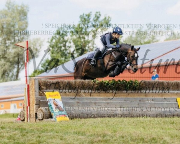 Springpferd Carlo 459 (Deutsches Reitpony, 2013, von Calido G)