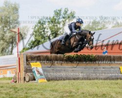 jumper Carlo 459 (German Riding Pony, 2013, from Calido G)