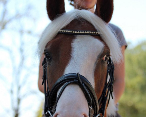 dressage horse Tomte Tummetott 2 (German Riding Pony, 2008, from Top Anthony II) dressage horse Tomte Tummetott 2 (German Riding Pony, 2008, from Top Anthony II)
