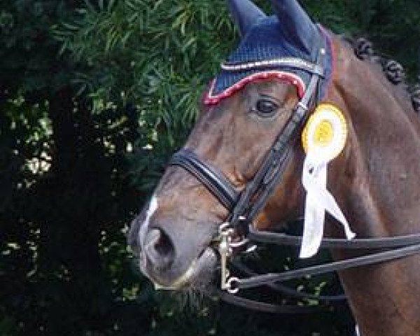 Dressurpferd Furst Peter (Westfale, 2006, von French Kiss)