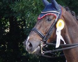 dressage horse Furst Peter (Westphalian, 2006, from French Kiss)