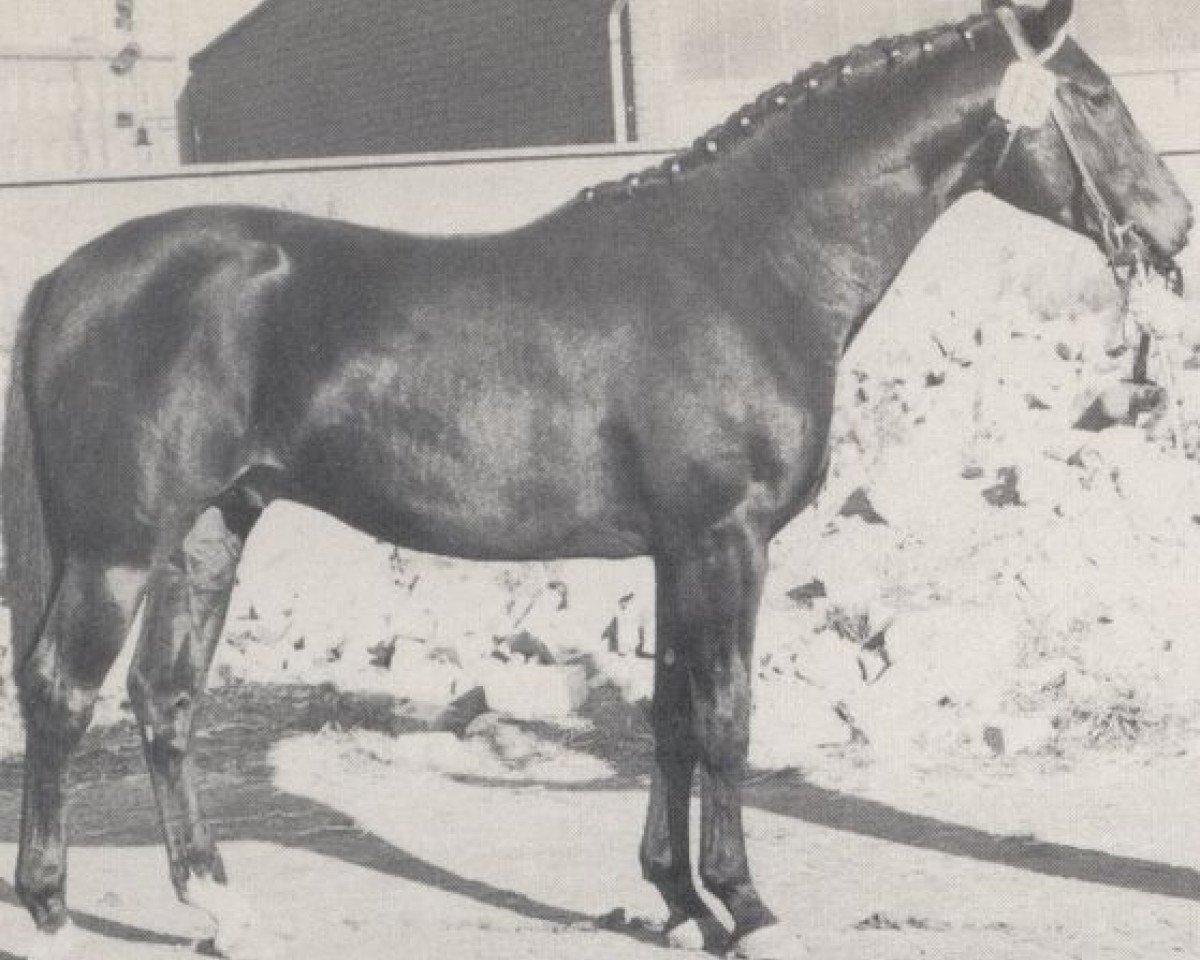 Deckhengst Römer (Westfale, 1969, von Romulus I)
