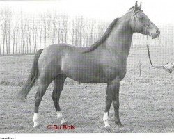 stallion Condor ox (Arabian purebred, 1979, from Rondeels Jof ox)