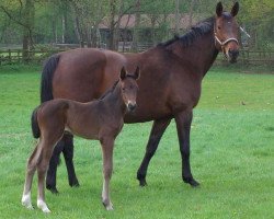 broodmare Provence (Westphalian, 1997, from Polydor)