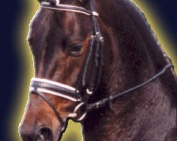 Deckhengst Raikano (Hannoveraner, 2000, von Rabino) Deckhengst Raikano (Hannoveraner, 2000, von Rabino)