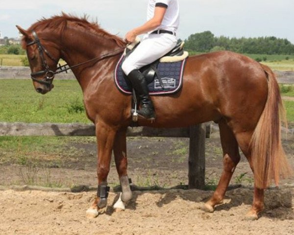 jumper San Luca (Oldenburg, 2008, from Sir Tender)