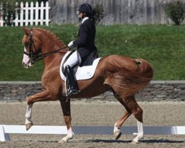 dressage horse Winyamaro D4k (Hanoverian, 2000, from Walt Disney I)