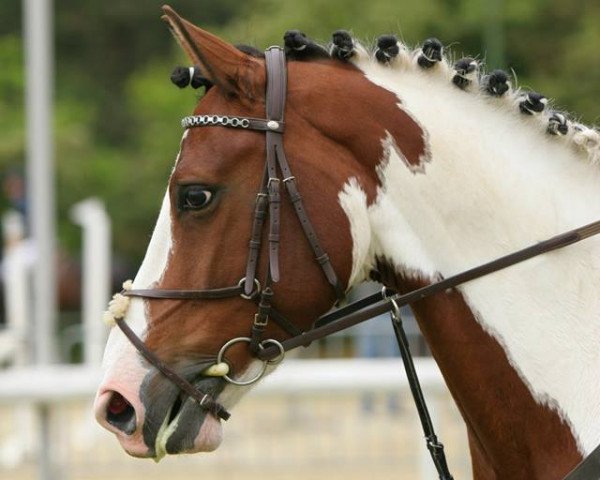 broodmare Samica H (Rhinelander, 2007, from Samico F)