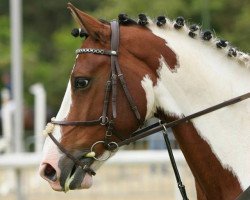 broodmare Samica H (Rhinelander, 2007, from Samico F)