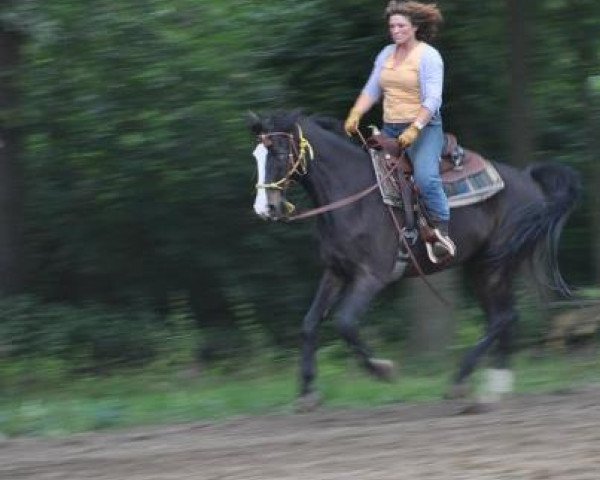 horse Amaretto Special Eyes (Holsteiner, 1996, from Acobat II)