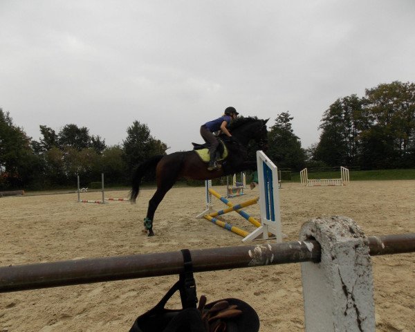 Yegua de cría Petite Cheval (Westfaliano, 1996, de Pik Labionics) Yegua de cría Petite Cheval (Westfaliano, 1996, de Pik Labionics)