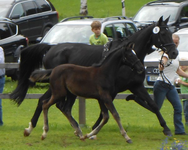 horse Hexe (Westphalian, 2013, from Heinrich Heine)