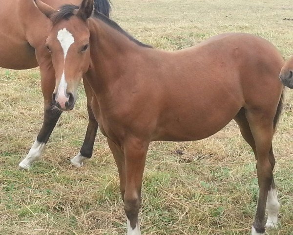 broodmare Voice of Dreams (German Riding Pony, 2013, from Valido's Highlight)