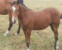 Zuchtstute Voice of Dreams (Deutsches Reitpony, 2013, von Valido's Highlight)