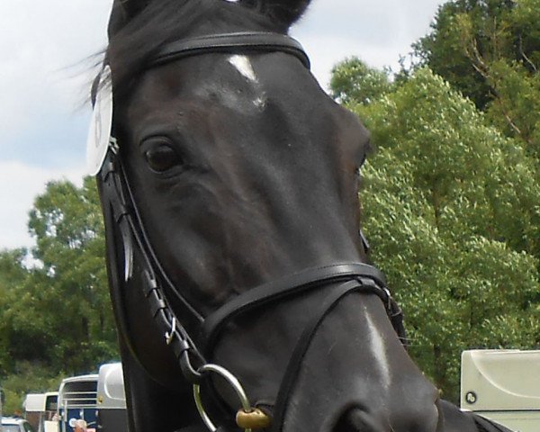 broodmare Ratina (Westphalian, 1997, from Rosenkavalier)
