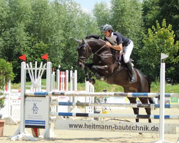 jumper Chacco Chocolate (Oldenburg show jumper, 2008, from Chacco-Blue)